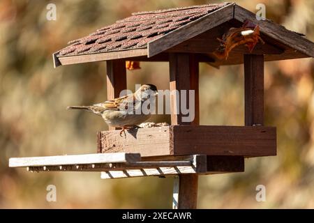 Haussperling (Passer domesticus) in der Vogelfutteranlage im Wintergarten. Europäische Vogelwelt, Tschechische republik Stockfoto