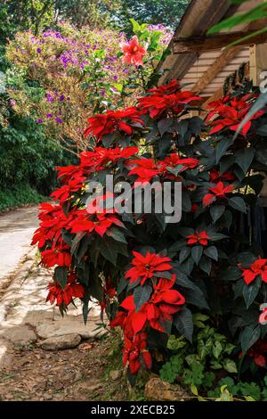 Blüten-Poinsettia (Euphorbia pulcherrima), Blumenart der Spurge-Familie Euphorbiaceae. Departement Magdalena, Kolumbien Stockfoto