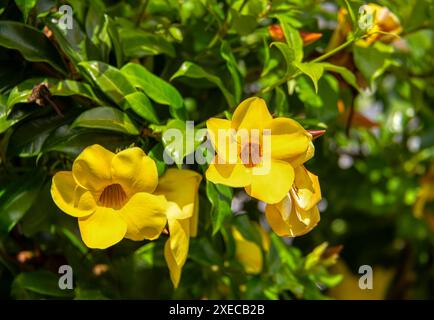 Allamanda schottii Blume, allgemein bekannt als Busch allamanda, Santander Departement, Kolumbien Stockfoto