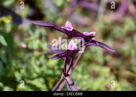 Tradescantia pallida, Art der Spinnenblüte. Häufig als lila Sekretia bezeichnet. Santander Departement, Kolumbien Stockfoto