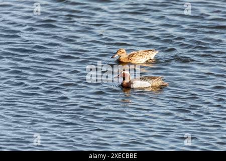 Garganey (Spatula querquedula), kleine Dabbling Ente. Europäische Vogelwelt, Tschechische republik Stockfoto