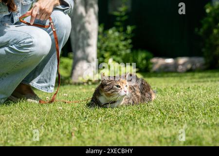 Frau, die im Sommer zum ersten Mal im Freien mit Hauskatze an der Leine läuft, Haustier entdeckt neue Gerüche. Stockfoto