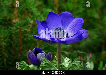 Blaue Kronenanemone Stockfoto