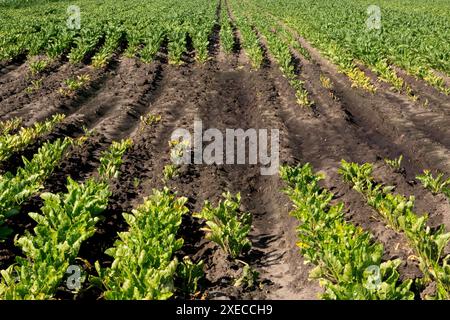 Feuchte und niedrigere Stelle auf dem Feld mit Zuckerrüben; schlechtes Wachstum der Kulturen, teilweise durch Phosphatmangel verursacht Stockfoto