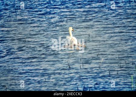 Eine Schwänenbrut auf einem Teich zwischen Feldern Stockfoto