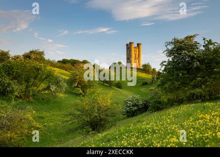 Cowslips blühen auf einer Wildblumenwiese unterhalb des Broadway Tower in den Cotswolds, Worcestershire, England. Frühjahr (Mai) 2024. Stockfoto