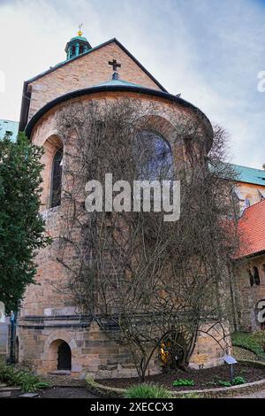 1000 Jahre alter Rosenstrauch; Kath. Mariendom Hildesheim Stockfoto