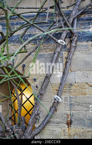 1000 Jahre alter Rosenstrauch; Kath. Mariendom Hildesheim Stockfoto