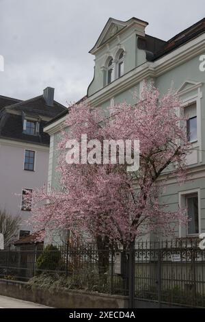 Prunus cerasifera Nigra, violette Kirschpflaume Stockfoto