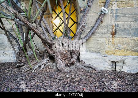 1000 Jahre alter Rosenstrauch; Kath. Mariendom Hildesheim Stockfoto