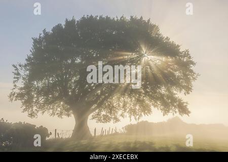 Lichtstrahlen, die an einem nebeligen Morgen durch einen schönen Laubbaum leuchten, Devon, England. Frühjahr (Mai) 2024. Stockfoto