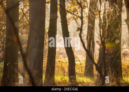 Forest Glow: Herbstmorgendlicher Nebel unter den Bäumen Stockfoto