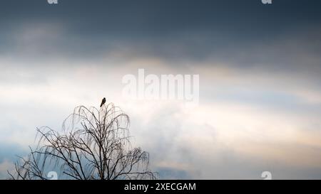 Ein falscher Raubvogel (Falco tinnunkulus), der hoch in einem Baum thront Stockfoto