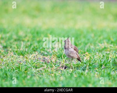 Eine Skylark, Alauda arvensis, singt auf einer Wiese. Stockfoto