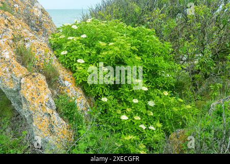 Schwarzer Holunder an der Schwarzmeerküste Stockfoto