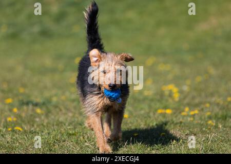 Ein junger schwarzer und brauner Mischling läuft mit einem kleinen Ball in den Zähnen und trägt ihn zum Besitzer. Stockfoto