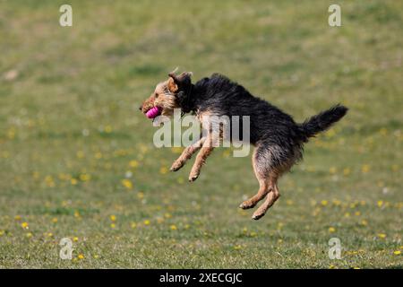 Ein schwarz-brauner Mischling springt, um den Ball vom Besitzer zu fangen. Stockfoto