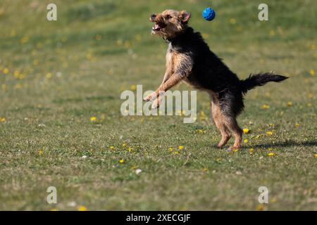 Ein schwarz-brauner Mischling springt, um den Ball vom Besitzer zu fangen. Stockfoto