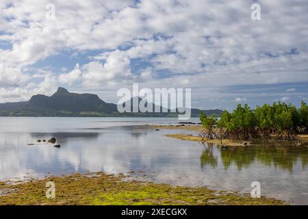 Mangrovenbäume bei Ebbe am Point Jerome in der Nähe von Mahebourg auf der Insel Mauritius im Indischen Ozean, Ostafrika. Juni 2024. Stockfoto