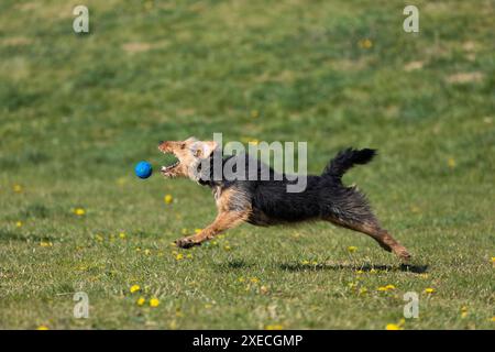 Ein schwarz-brauner Mischling springt, um den Ball vom Besitzer zu fangen. Stockfoto