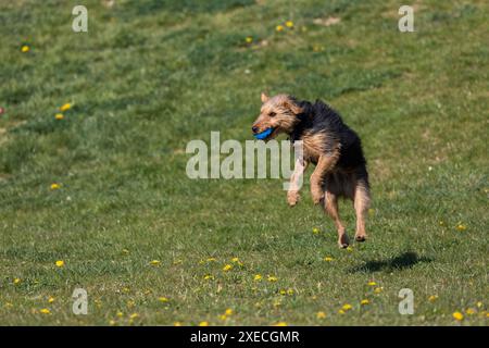 Ein schwarz-brauner Mischling springt, um den Ball vom Besitzer zu fangen. Stockfoto