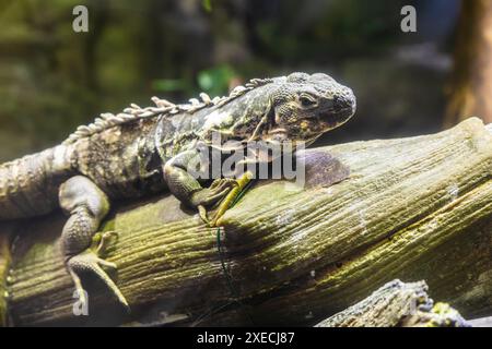 Grüne Iguana: Große, arboreale, meist pflanzenfressende Echsenarten der Gattung Iguana. Stockfoto