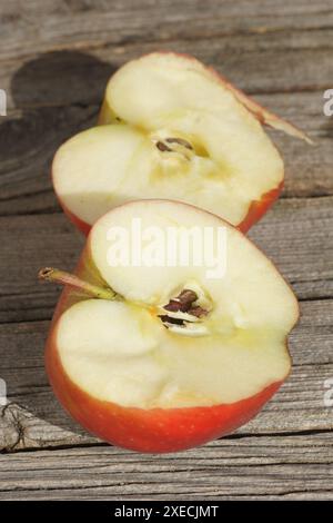 Malus domestica Elstar, Apfel Stockfoto