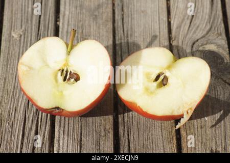 Malus domestica Elstar, Apfel Stockfoto