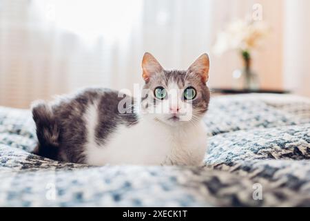 Weiße und graue Katze, die sich auf der Couch im Wohnzimmer auf einer Decke entspannt. Haustier fühlt sich zu Hause wohl. Nahaufnahme Stockfoto