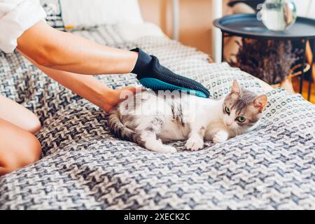 Reizte Katzen mit Handschuhen bürsten, um die Haare von Haustieren zu entfernen. Frau, die sich um das Kämmen von Tieren kümmert, reinigt es mit Handgummihandschuhen zu Hause. Unglücklicher Aggreß Stockfoto