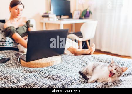 Frau, die von zu Hause aus online arbeitet, mit einem Laptop. Schläfrige Katze, die auf der Couch liegt, vom Besitzer gähnt. Freelancer genießt Ruhe und Komfort Stockfoto