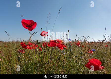 Natur-inklusive Landwirtschaft, eine blühende Wiese mit allen Arten von Kräutern, darunter viele wilde Mohnblumen, eine fliegende Hummel, die sich einem Mohn nähert Stockfoto