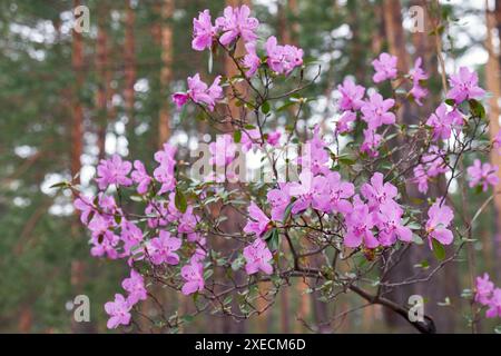 Rhododendron dauricum Sträucher mit Blumen (populäre Namen bagulnik; Maralnik) mit Bokeh Hintergrund des Waldes. Stockfoto