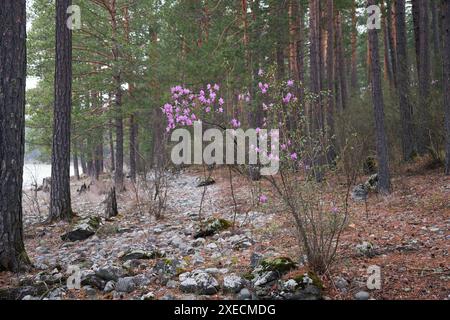 Rhododendron dauricum Sträucher mit Blumen (populäre Namen bagulnik; Maralnik) im Altai-Kiefernwald am Ufer des Flusses Katun. Stockfoto