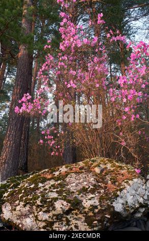 Rhododendron dauricum-Büsche mit Blumen im altai-Kiefernwald. Stockfoto