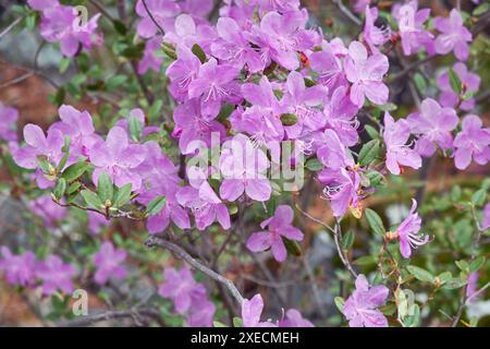 Rhododendron dauricum Sträucher mit Blumen (populäre Namen bagulnik; Maralnik) mit Bokeh Hintergrund des Waldes. Stockfoto