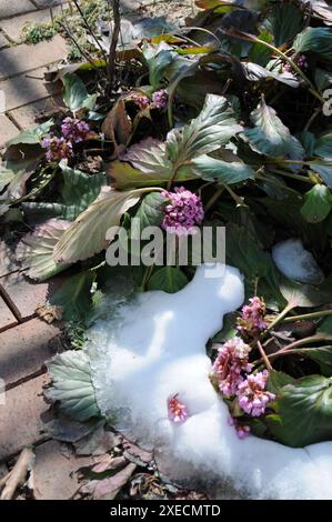 Bergenia crassifolia, winterblühende bergenia Stockfoto