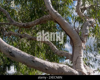 Muster des Stammes und der zentralen Äste des australischen Paperbark-Baumes Melaleuca quinquenervia im Frühjahr, Queensland, Australien. Hellgrau und braun Stockfoto