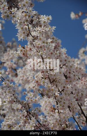 Prunus subhirtella, blühende Kirsche Stockfoto