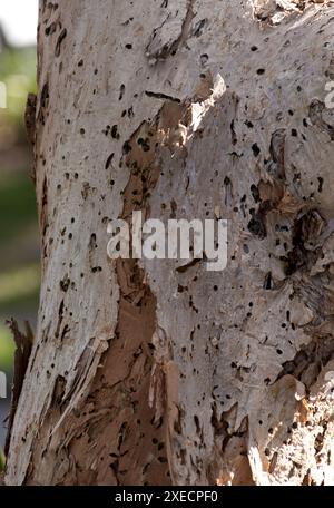 Details der Muster des Stammes des australischen Paperbark-Baumes Melaleuca quinquenervia im Frühjahr, Queensland, Australien. Hellgraue und braune Rinde. Stockfoto