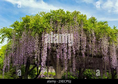 Frühlingsausflug Stockfoto