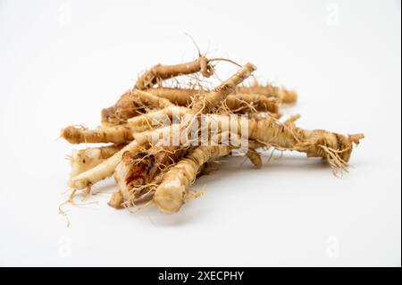 Frisches Taraxacum officinale, die Löwenzahnwurzeln oder gewöhnliche Löwenzahnwurzeln isoliert auf weißem Hintergrund. Stockfoto