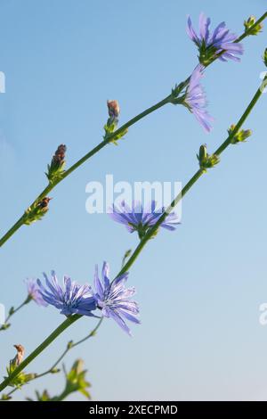 Hellblaue Blüten von Common Chicorée vor blauem Himmel Stockfoto