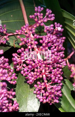 Einzelne Gruppe rosa Blütenknospen der malaysischen Orchidee, halbepiphytische Medinilla Myriantha, im subtropischen Garten in Queensland, Australien. Winter. Stockfoto