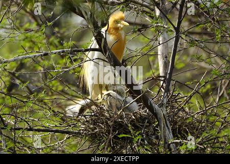 Ajmer, Indien. Juni 2024. Egret kümmert sich um ihre Küken in ihrem Nest am 22. Juni 2024 im Dorf Ajmer, Indien. Foto von ABACAPRESS. COM Credit: Abaca Press/Alamy Live News Stockfoto