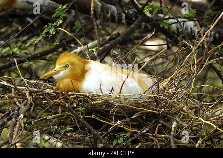 Ajmer, Indien. Juni 2024. Egret kümmert sich um ihre Küken in ihrem Nest am 22. Juni 2024 im Dorf Ajmer, Indien. Foto von ABACAPRESS. COM Credit: Abaca Press/Alamy Live News Stockfoto