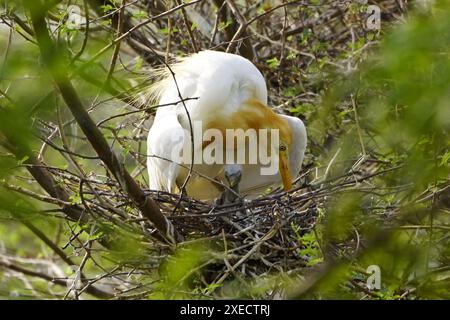 Ajmer, Indien. Juni 2024. Egret kümmert sich um ihre Küken in ihrem Nest am 22. Juni 2024 im Dorf Ajmer, Indien. Foto von ABACAPRESS. COM Credit: Abaca Press/Alamy Live News Stockfoto