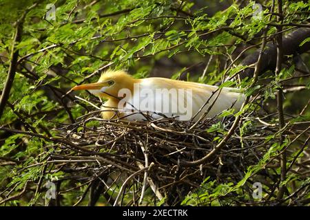 Ajmer, Indien. Juni 2024. Egret kümmert sich um ihre Küken in ihrem Nest am 22. Juni 2024 im Dorf Ajmer, Indien. Foto von ABACAPRESS. COM Credit: Abaca Press/Alamy Live News Stockfoto