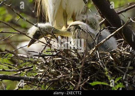 Ajmer, Indien. Juni 2024. Egret kümmert sich um ihre Küken in ihrem Nest am 22. Juni 2024 im Dorf Ajmer, Indien. Foto von ABACAPRESS. COM Credit: Abaca Press/Alamy Live News Stockfoto