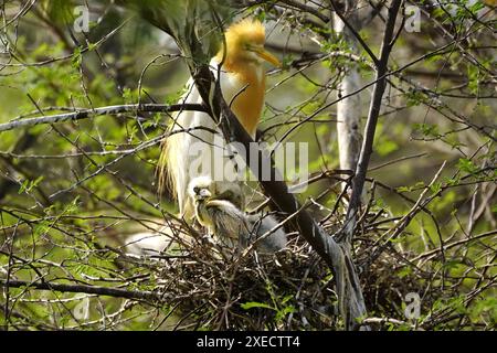 Ajmer, Indien. Juni 2024. Egret kümmert sich um ihre Küken in ihrem Nest am 22. Juni 2024 im Dorf Ajmer, Indien. Foto von ABACAPRESS. COM Credit: Abaca Press/Alamy Live News Stockfoto